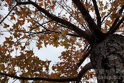 新竹尖石美樹營地 @定點露營